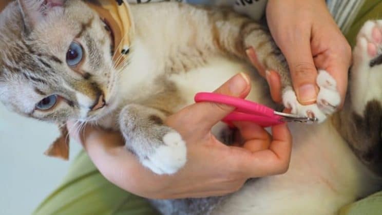 Comment couper les griffes d’un chat sur ses pattes arrière