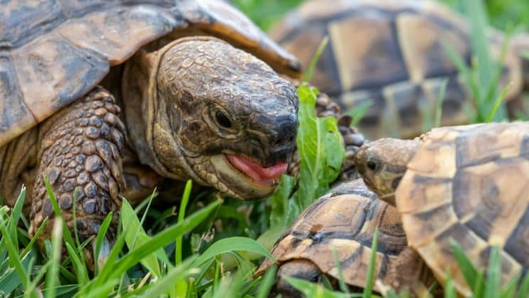 Comment créer un terrarium fait maison pour tortues