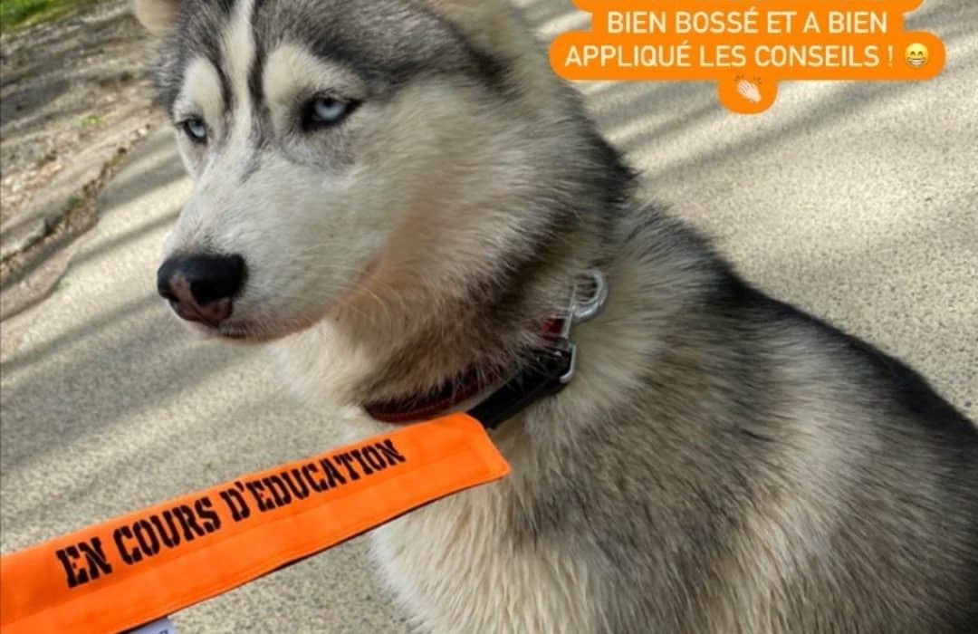 découvrez nos conseils essentiels pour l'éducation de votre husky. apprenez à mieux comprendre son comportement, à établir une communication efficace et à renforcer votre lien avec cette race active et affectueuse. offrez à votre husky une éducation équilibrée et épanouissante.