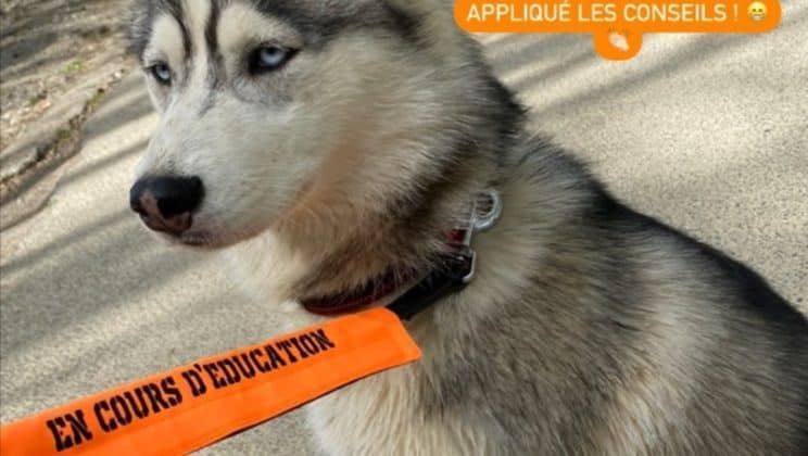 Husky éducation : conseils pratiques pour un meilleur apprentissage