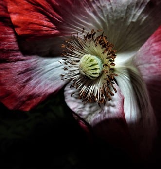 Infusion d’hibiscus : une recette facile et leurs bienfaits