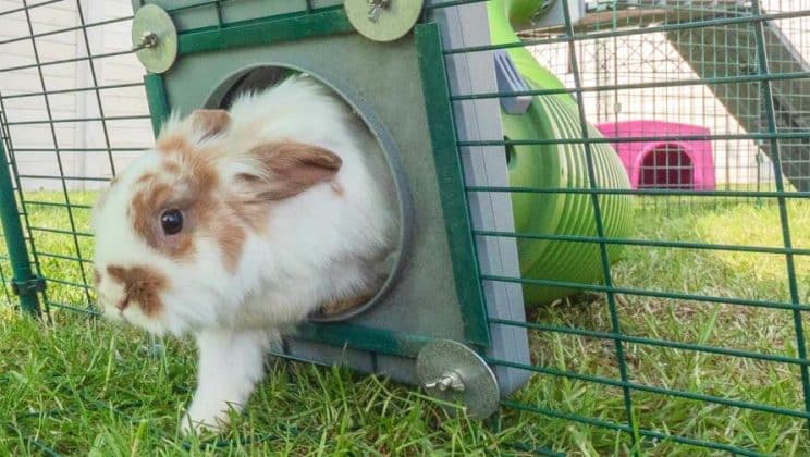 Sortir son lapin dehors : conseils pour une sortie en toute sécurité