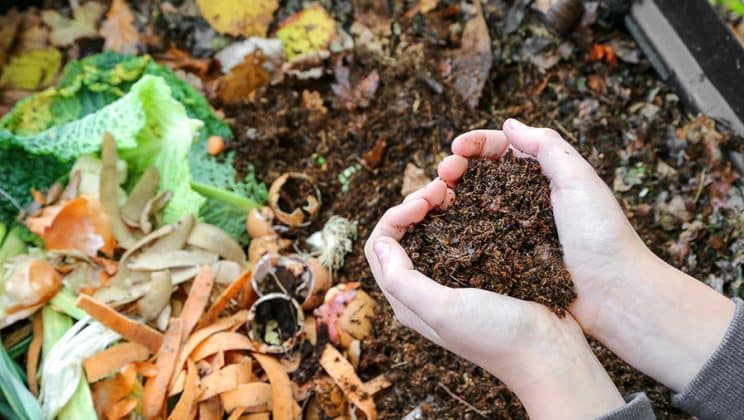 Tout savoir sur le compost tea et ses bienfaits pour le jardin