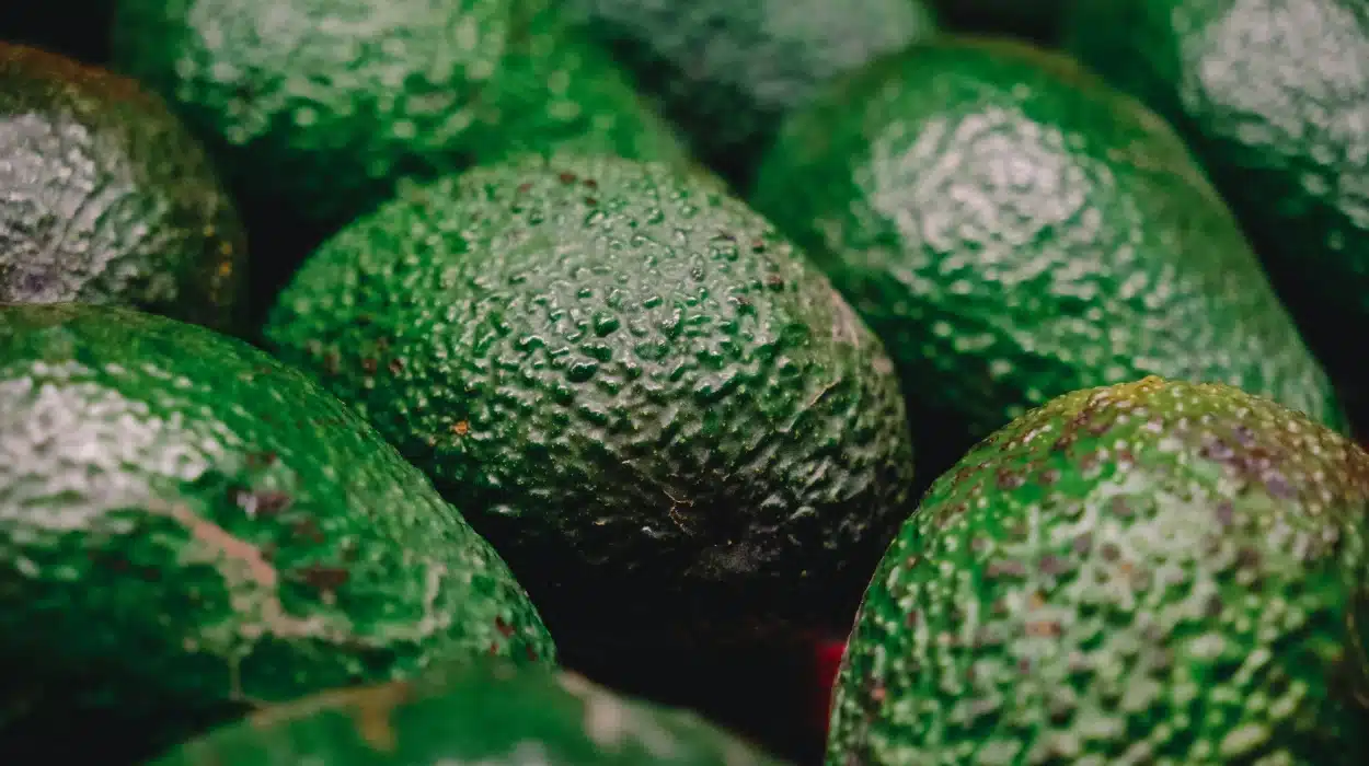 Tout savoir sur l'avocat filandreux comestible : caractéristiques et usages culinaires