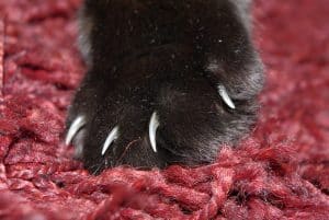 Comment couper les griffes d'un chat sur ses pattes arrière