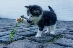 Comment couper les griffes d'un chat sur ses pattes arrière