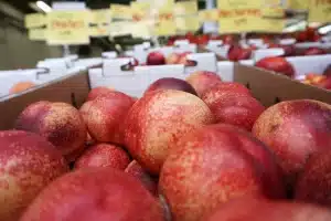 Comment faire mûrir des nectarines de manière efficace