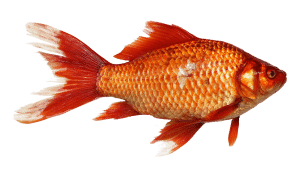 Poisson rouge à queue d'éventail : caractéristiques et soins essentiels