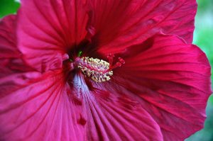 Infusion d'hibiscus : une recette facile et leurs bienfaits