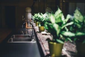 Comment prévenir la moisissure sur vos plantes d'intérieur