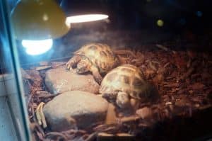 Comment créer un terrarium fait maison pour tortues