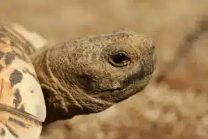 Comment créer un terrarium fait maison pour tortues