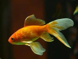 Poisson rouge à queue d'éventail : caractéristiques et soins essentiels